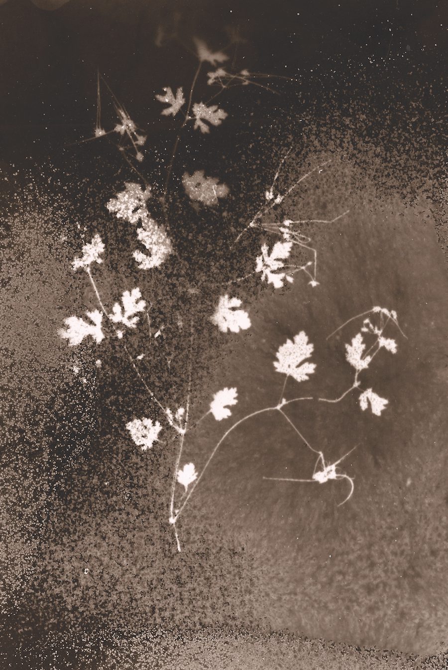Geranium chinum, Chernobyl Herbarium, Photogram by Anaïs Tondeur