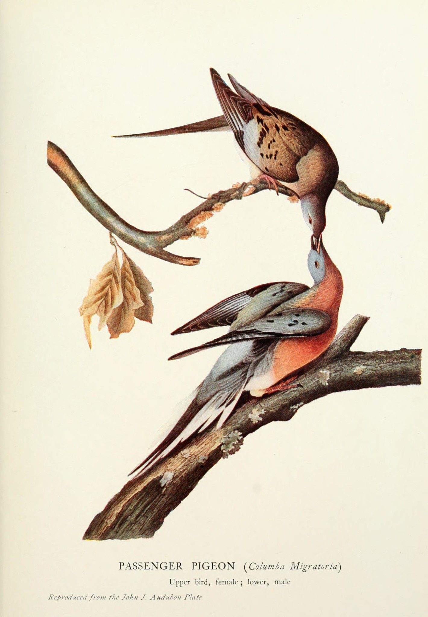 Passenger Pigeon, John James Audubon's Birds of America